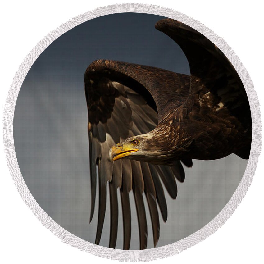 Juvenile Round Beach Towel featuring the photograph Juvenile bald eagle in flight by Nick Biemans