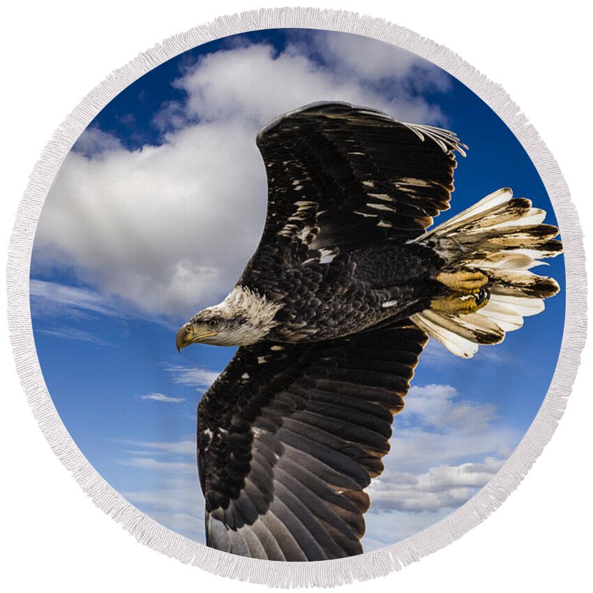 Alaska Round Beach Towel featuring the photograph Juvenile Bald Eagle by Jack R Perry