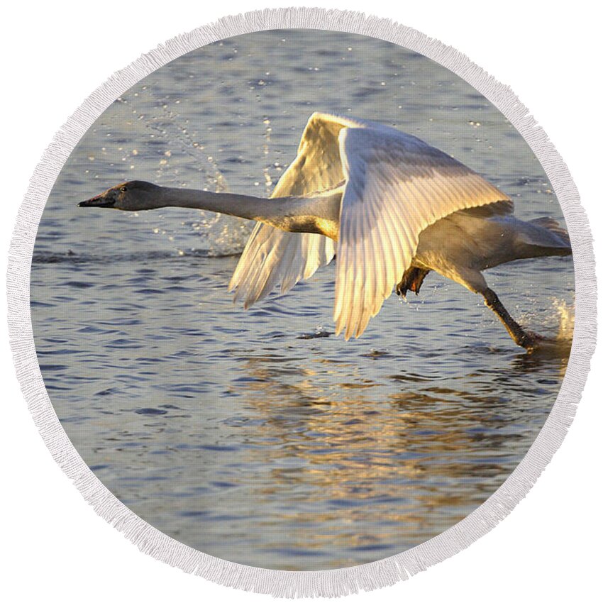 Whooper Swan Round Beach Towel featuring the photograph Juvenile Whooper Swan taking off by Tony Mills