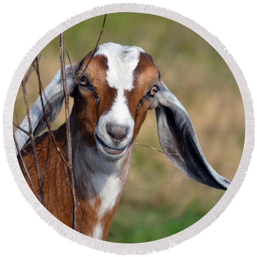 Baby Round Beach Towel featuring the photograph Kid Goat by Savannah Gibbs