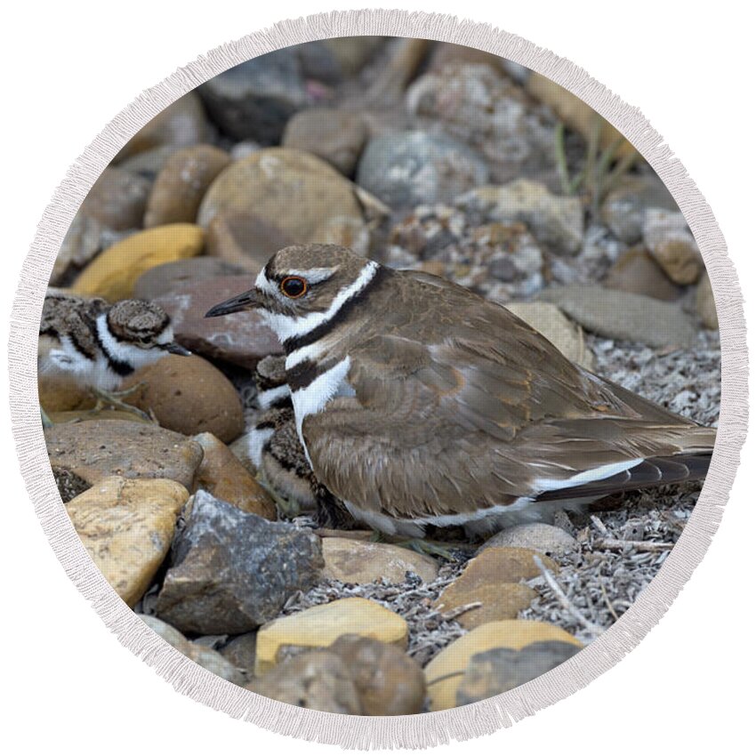 Killdeer Round Beach Towel featuring the photograph Killdeer And Young by Anthony Mercieca