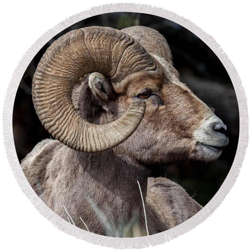 Big Horn Sheep Round Beach Towel featuring the photograph Kings Pose by Kevin Dietrich