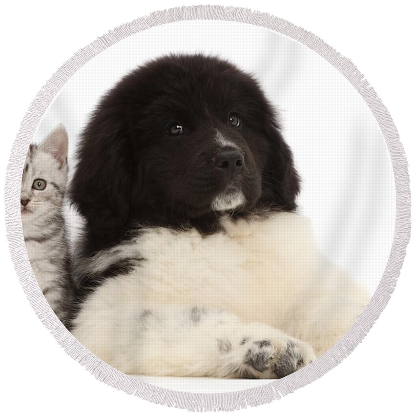 Adorable Round Beach Towel featuring the photograph Kitten Sitting With Newfoundland Puppy by Mark Taylor