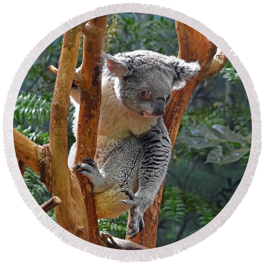 Koala Round Beach Towel featuring the photograph Koala by Rodney Campbell