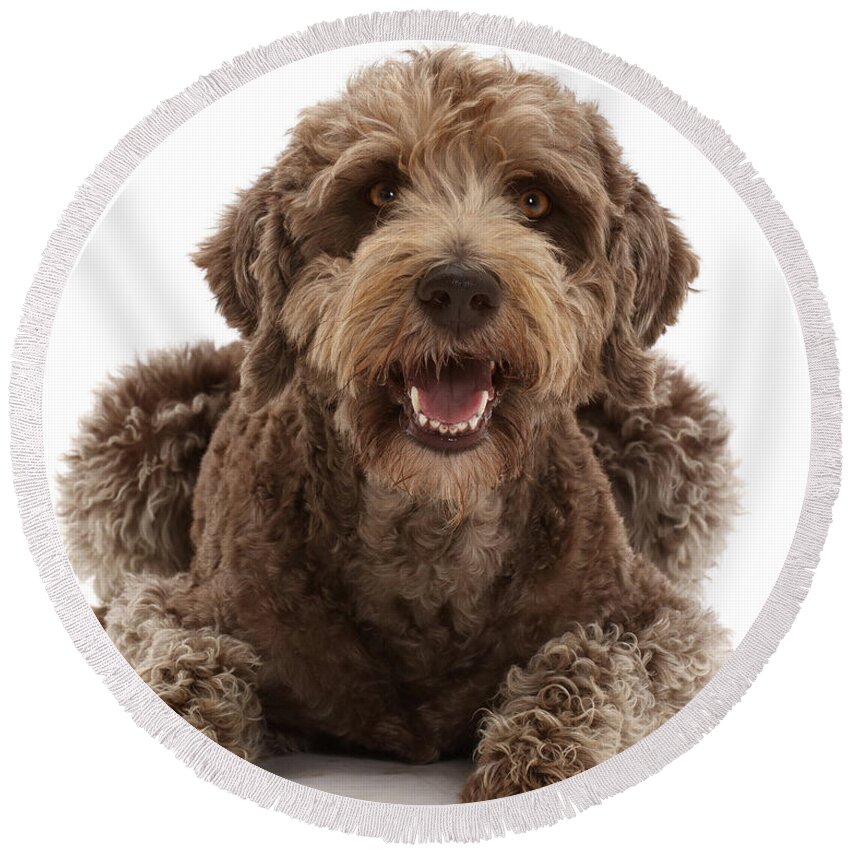 Animals Round Beach Towel featuring the photograph Labradoodle Lying With Head by Mark Taylor