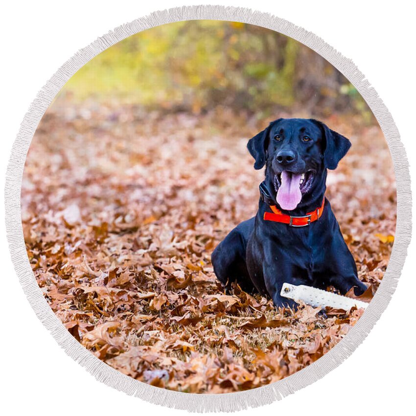 Black Lab Round Beach Towel featuring the photograph Labrador Retriever in the Fall by Eleanor Abramson