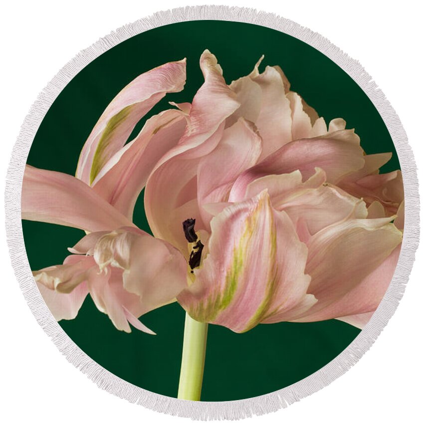Macro Round Beach Towel featuring the photograph Lacey Tulip by Patricia Schaefer