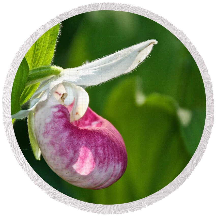 Flower Round Beach Towel featuring the photograph Lady Slipper Illuminated by Susan Herber