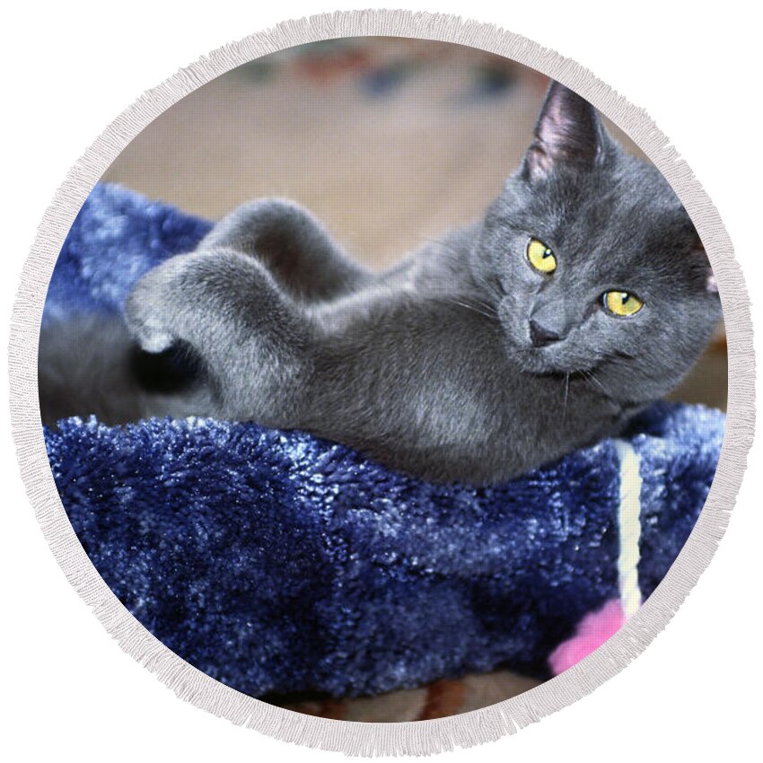 Russian Blue Kitten Lying Back Inside Scratching Post Round Beach Towel featuring the photograph Laid Back by Sally Weigand