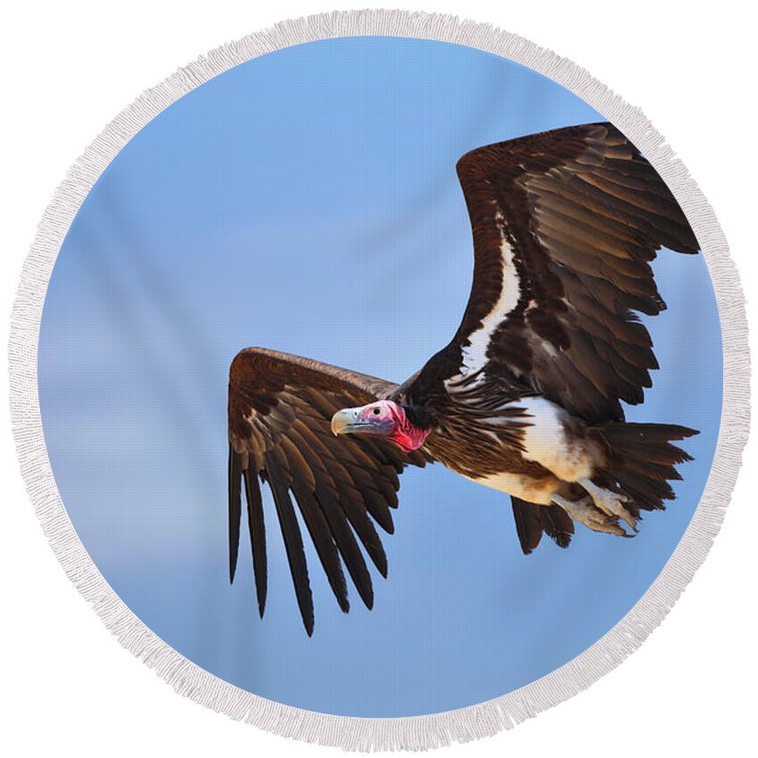 Wings Round Beach Towel featuring the photograph Lappetfaced Vulture by Johan Swanepoel