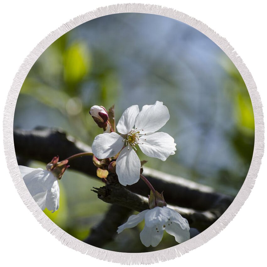 Green Round Beach Towel featuring the photograph Late Spring Blossom by Spikey Mouse Photography