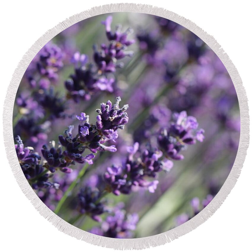 Closeup Round Beach Towel featuring the photograph Lavender by Amanda Mohler