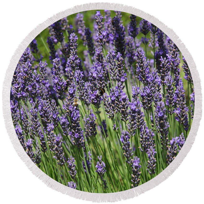 Lavender Round Beach Towel featuring the photograph Lavender by Chevy Fleet
