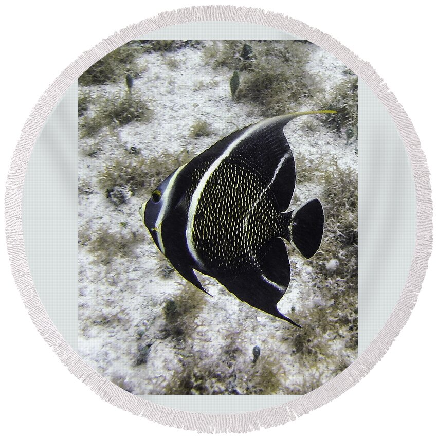 Fish Round Beach Towel featuring the photograph Left Turn by Lynne Browne