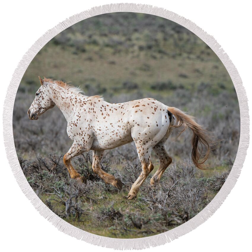 Horse Round Beach Towel featuring the photograph Leopard Appaloosa Horse by Michael Lustbader