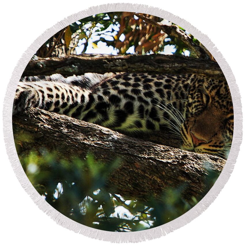 Leopard Round Beach Towel featuring the photograph Leopard In A Tree by Aidan Moran