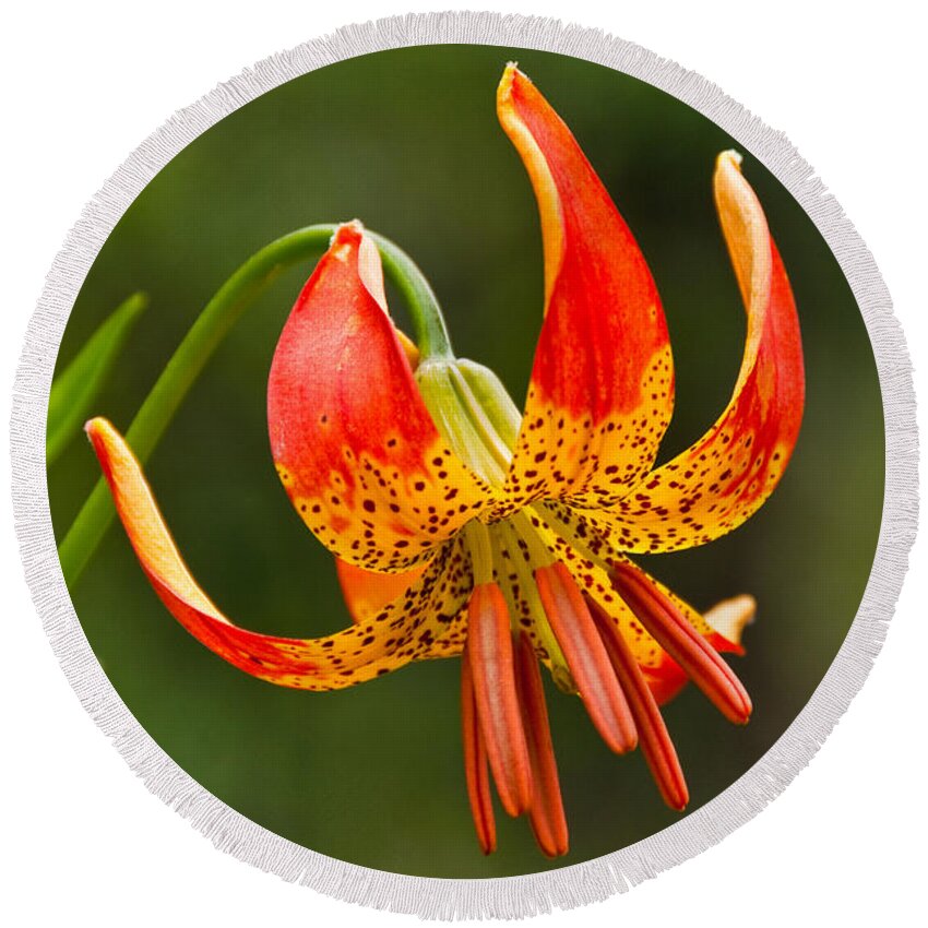 Beauty In Nature Round Beach Towel featuring the photograph Leopard Lily in Bloom by Jeff Goulden