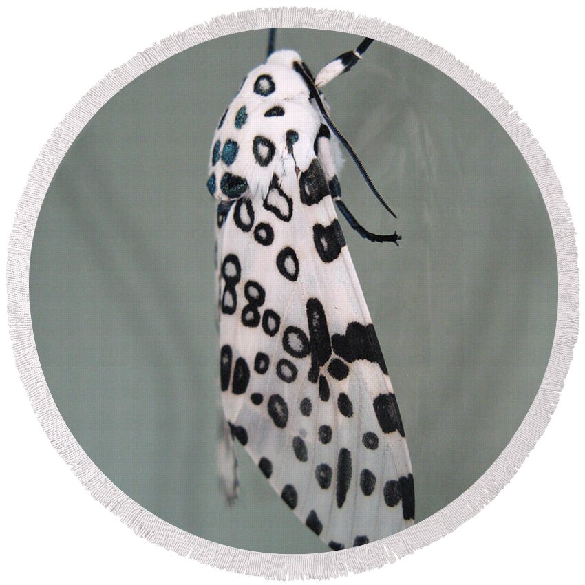 Moths Round Beach Towel featuring the photograph Leopard Moth by Christopher Plummer
