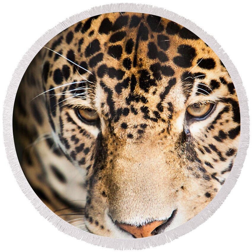 Animal Round Beach Towel featuring the photograph Leopard resting by John Wadleigh
