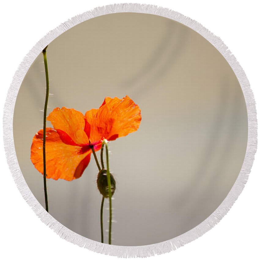 Poppy Round Beach Towel featuring the photograph Life by Spikey Mouse Photography