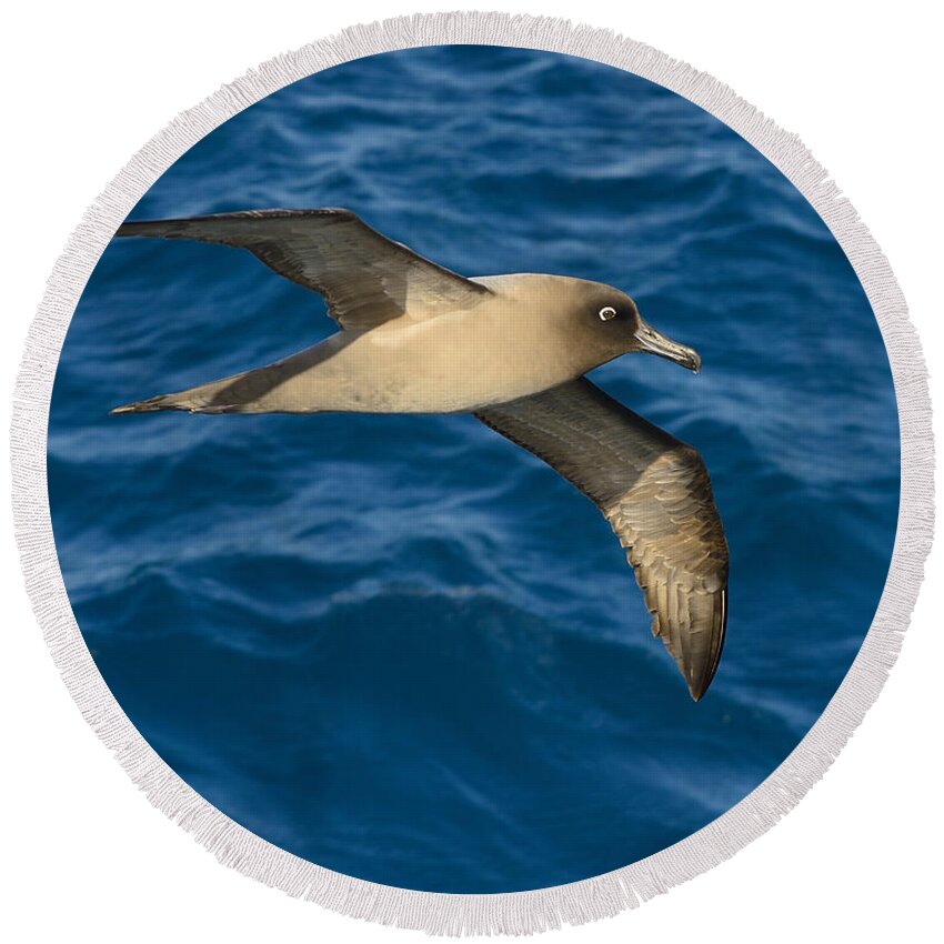 Light-mantled Albatross Round Beach Towel featuring the photograph Light-mantled Sooty Albatross by Tony Beck