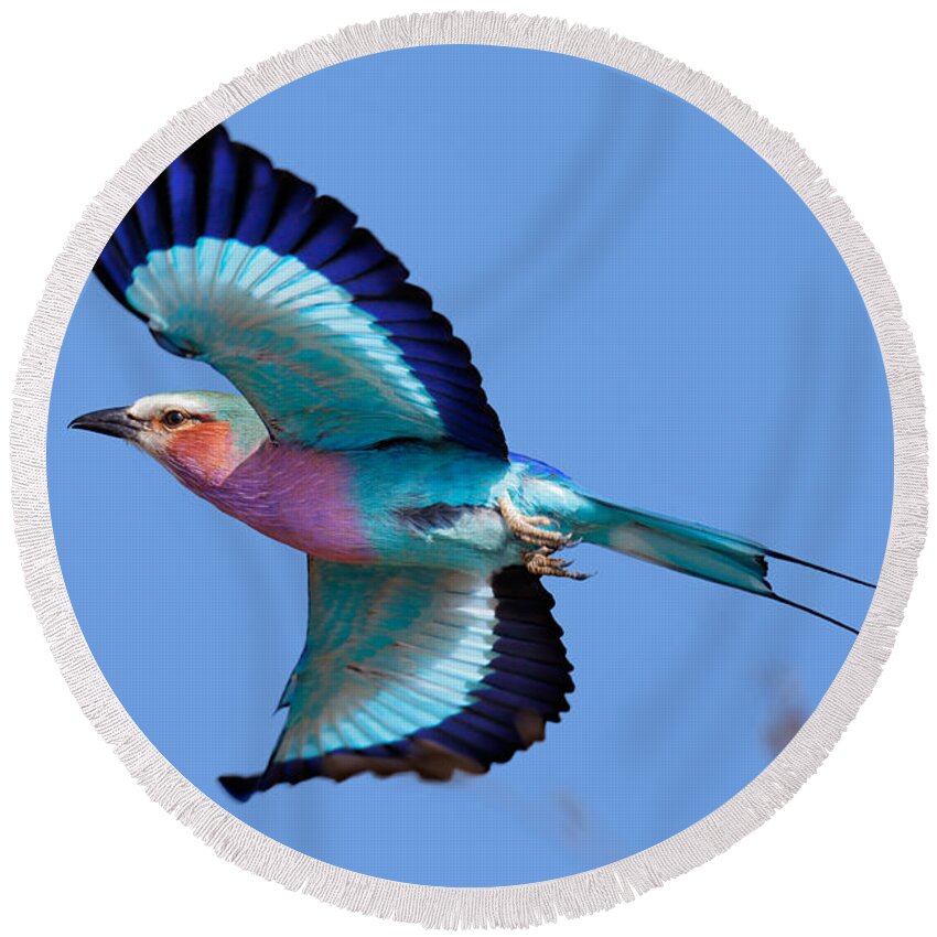 Lilac-breasted Round Beach Towel featuring the photograph Lilac-breasted Roller in flight by Johan Swanepoel