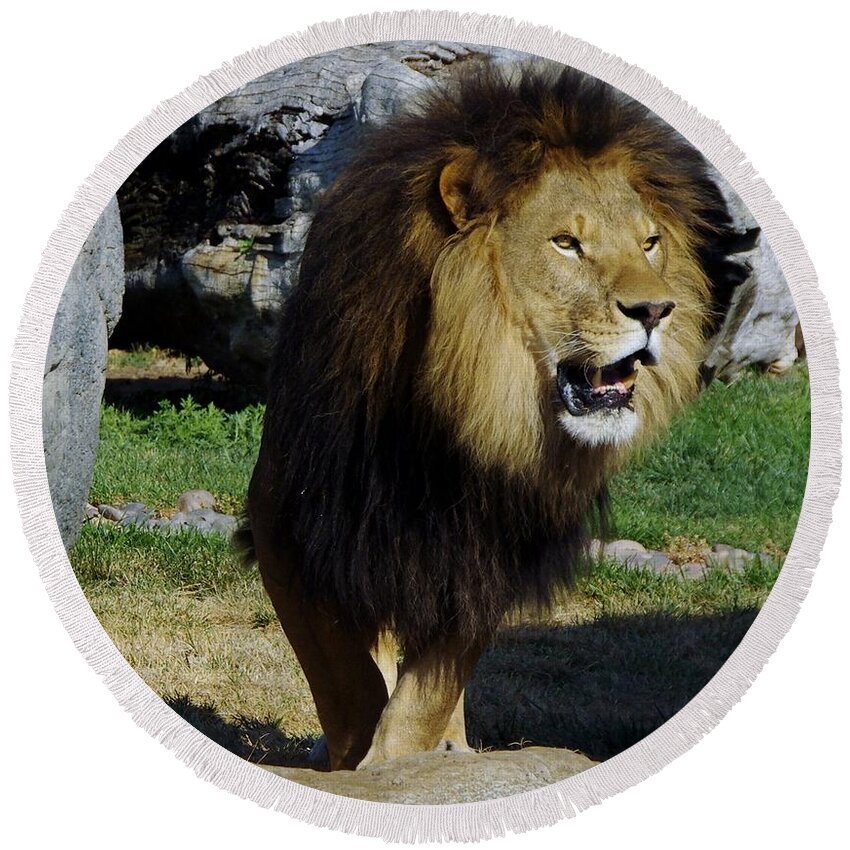 Lions Tigers And Bears Round Beach Towel featuring the photograph Lion 2 by Phyllis Spoor