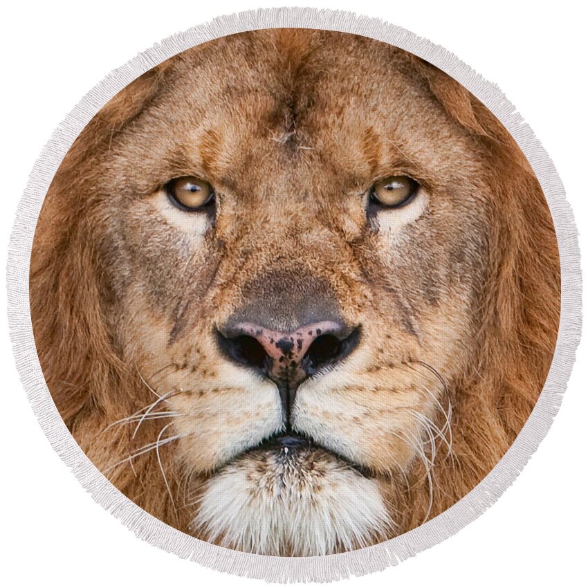 Lion Round Beach Towel featuring the photograph Lion Close Up by Jerry Fornarotto