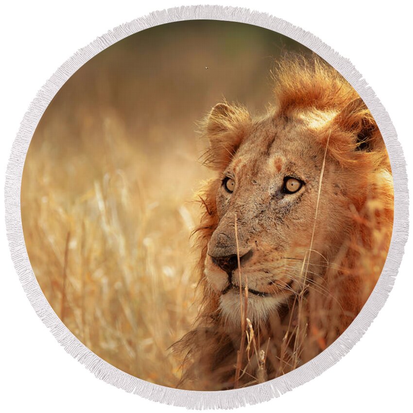 Lion Round Beach Towel featuring the photograph Lion in grass by Johan Swanepoel