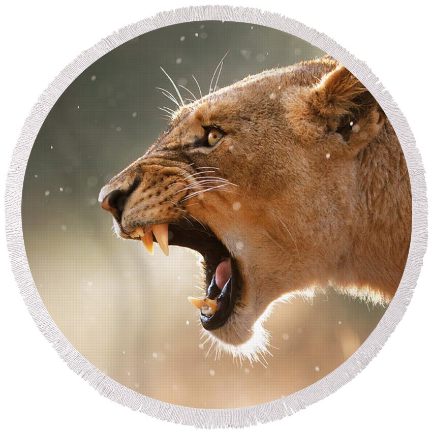 #faatoppicks Round Beach Towel featuring the photograph Lioness displaying dangerous teeth in a rainstorm by Johan Swanepoel