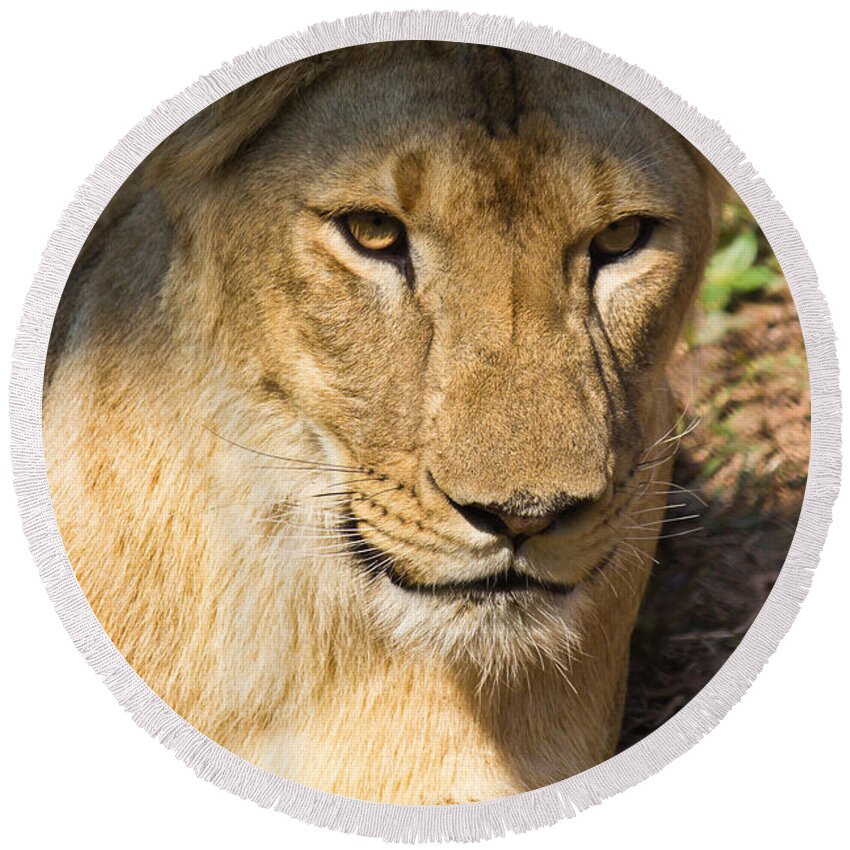 Shimoga Round Beach Towel featuring the photograph Lioness - up close by SAURAVphoto Online Store