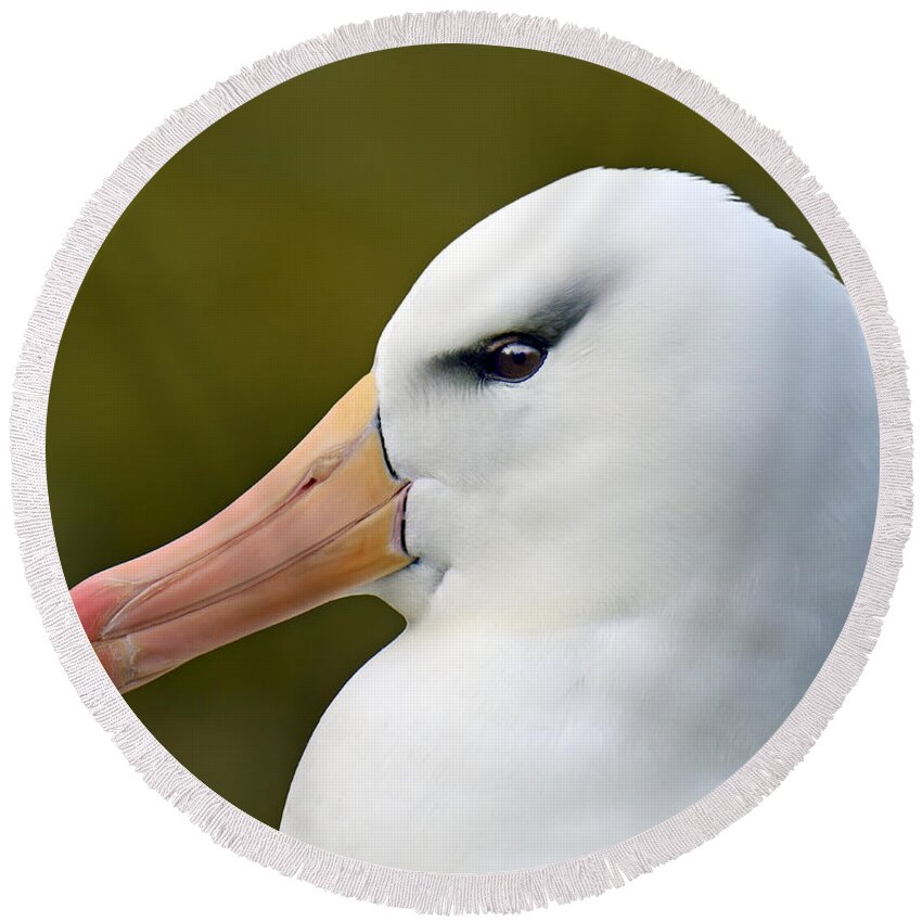 Black-browed Albatross Round Beach Towel featuring the photograph Lipstick and Mascara by Tony Beck