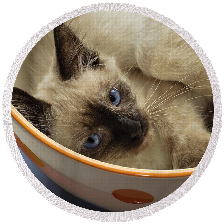 Cat Round Beach Towel featuring the photograph Little Miss Blue Eyes by Andee Design