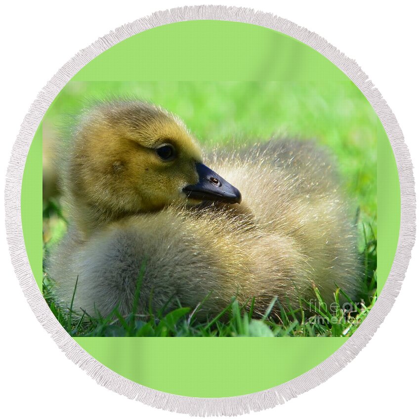 Goose Round Beach Towel featuring the photograph Little One by Kathleen Struckle