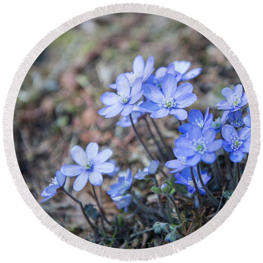 Hepatica Nobilis Round Beach Towel featuring the photograph liverleaf II by Hannes Cmarits