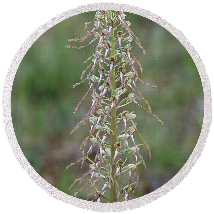 Lizard Orchid Round Beach Towel featuring the photograph Lizard Orchid by Frank Derer
