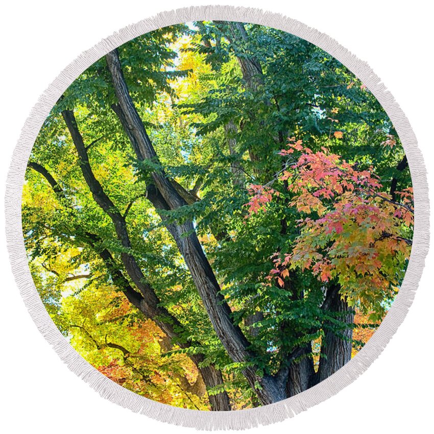 Autumn Round Beach Towel featuring the photograph Local Fall Foliage by James BO Insogna