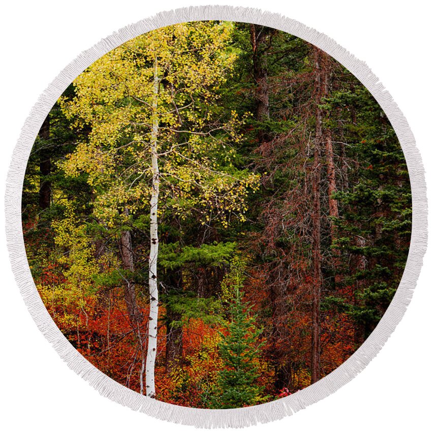 Lone Aspen In Fall Round Beach Towel featuring the photograph Lone Aspen in Fall by Chad Dutson