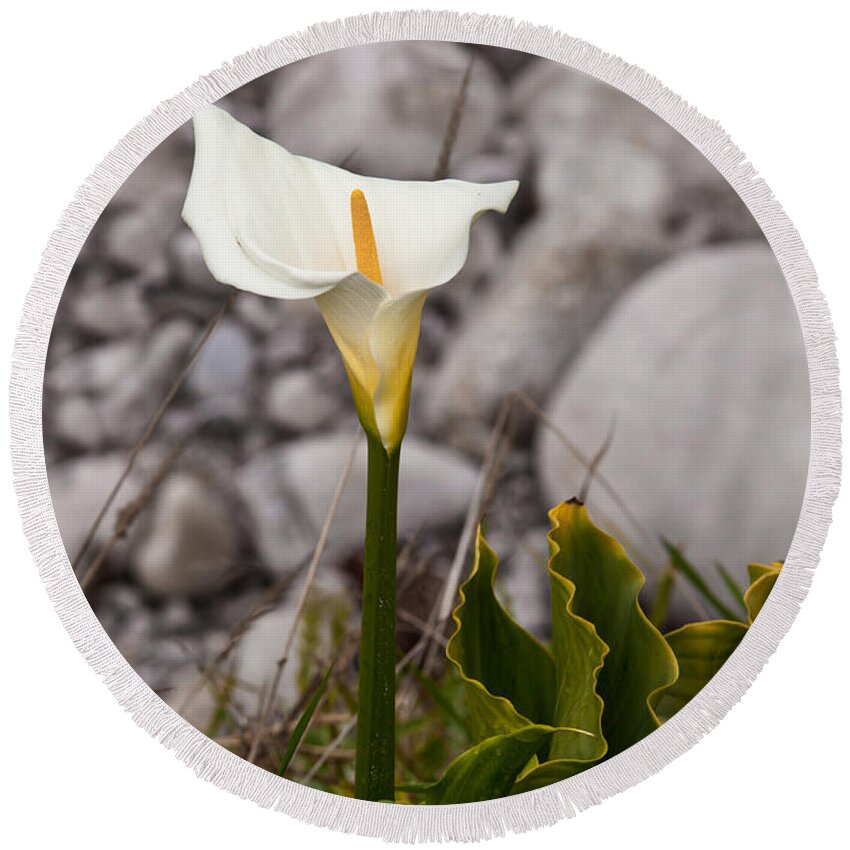 White Flower Round Beach Towel featuring the photograph Lone Calla Lily by Melinda Ledsome