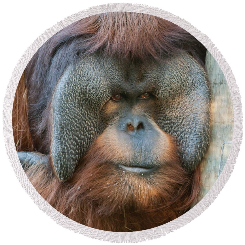 Orangutan Round Beach Towel featuring the photograph Look Into My Eyes by Tim Stanley