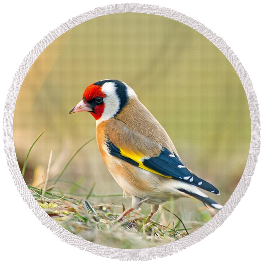 Goldfinch Looking Around Round Beach Towel featuring the photograph Looking around by Torbjorn Swenelius