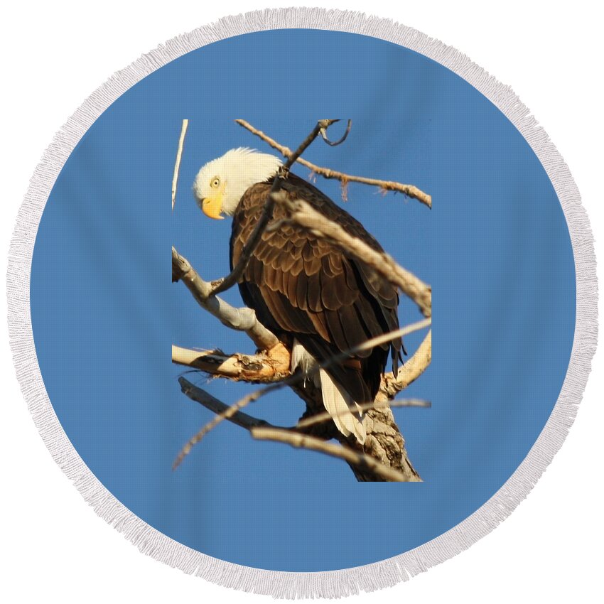 Bald Eagle Round Beach Towel featuring the photograph Looking Back #1 by Shane Bechler