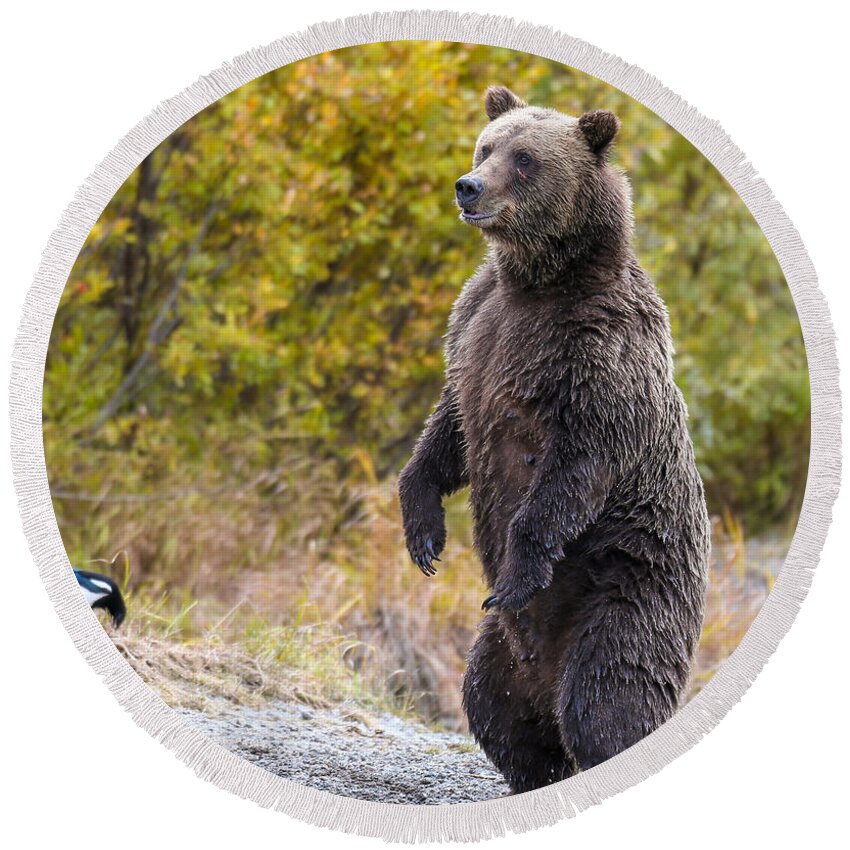 Bear Round Beach Towel featuring the photograph Looking For Trouble by Kevin Dietrich