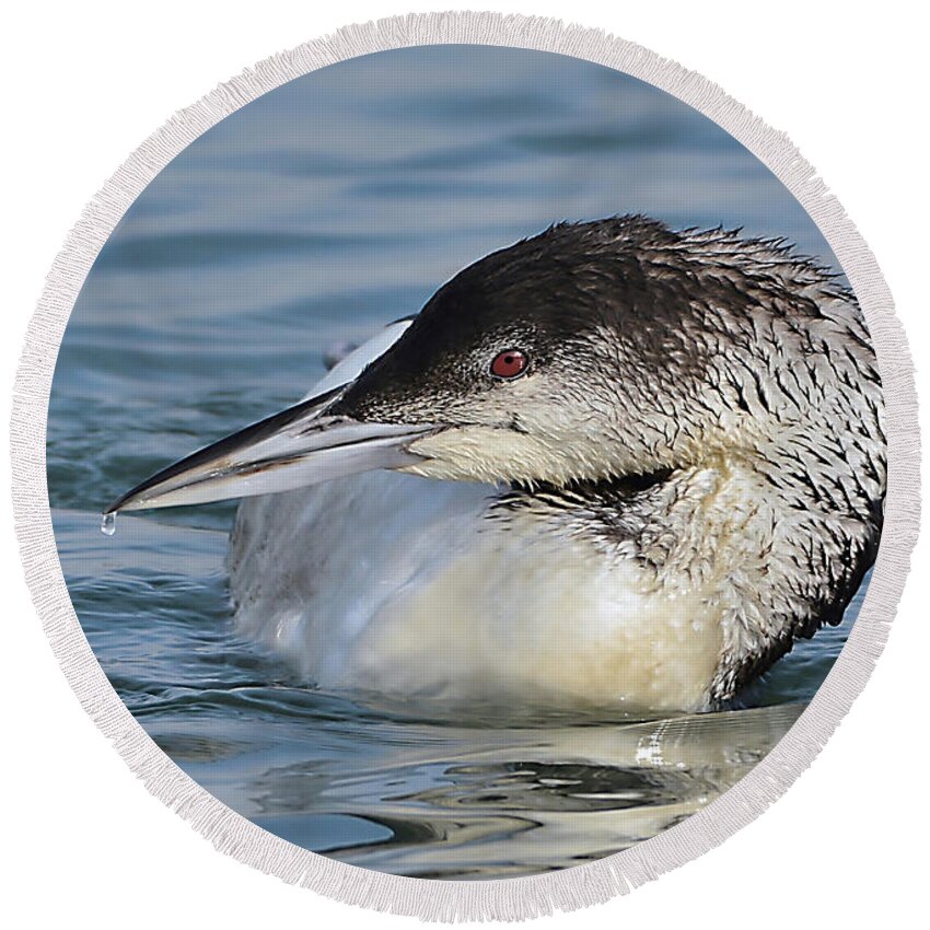 Bird Round Beach Towel featuring the photograph Loon by Kathy Baccari