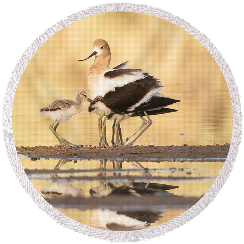 Avocet Round Beach Towel featuring the photograph Lots of nice legs by Ruth Jolly