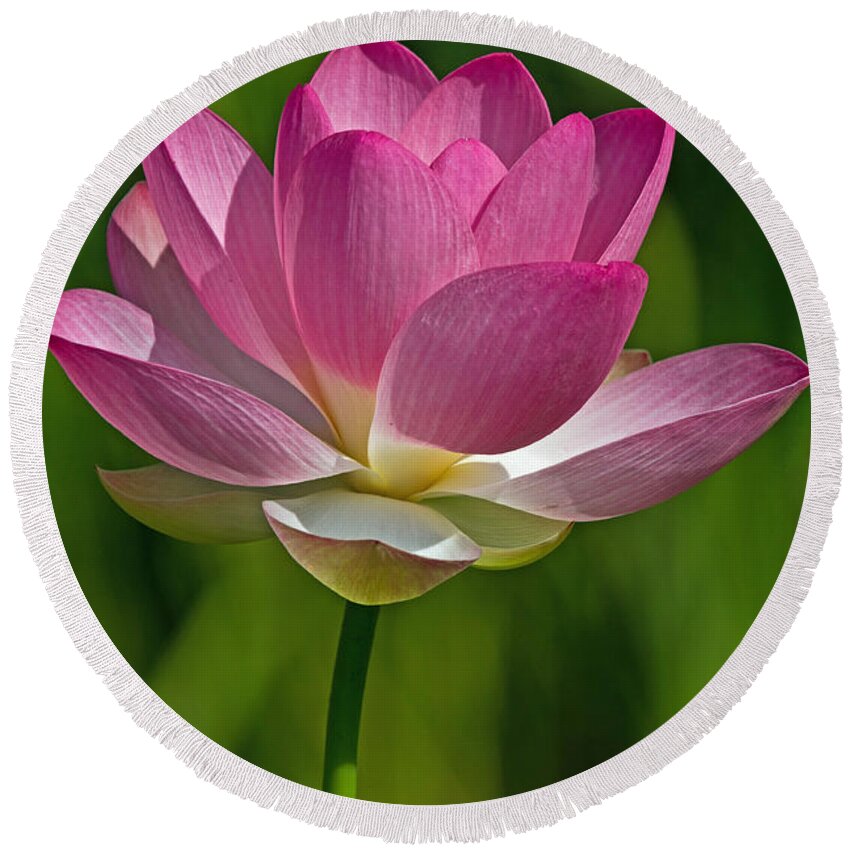 Lotus Round Beach Towel featuring the photograph Lotus Bloom by Jerry Gammon