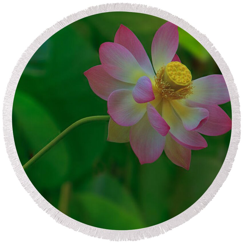 California Round Beach Towel featuring the photograph Lotus Flower by Beth Sargent