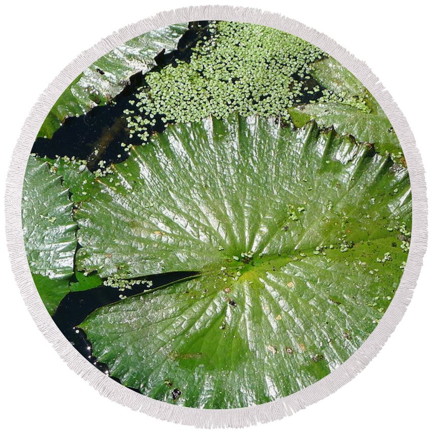  Round Beach Towel featuring the photograph Lotus Leaves by Nora Boghossian