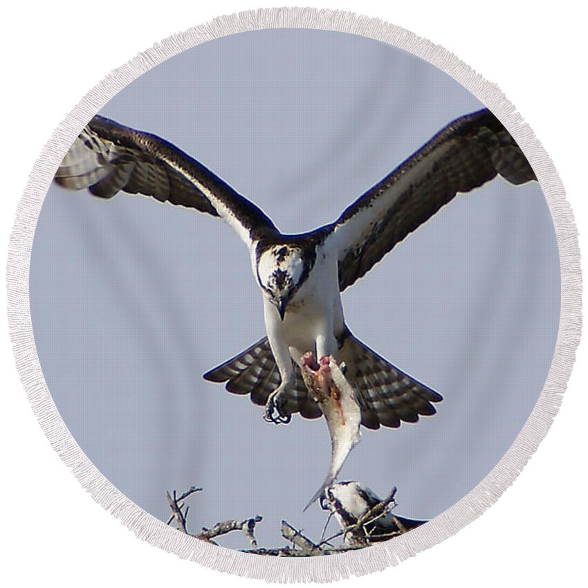 Osprey Round Beach Towel featuring the photograph Lunch Time by Chauncy Holmes