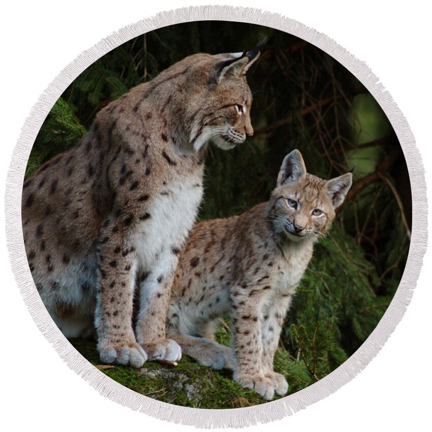 Lynx Lynx Round Beach Towel featuring the photograph Lynx mother with her cub by Ulrich Kunst And Bettina Scheidulin